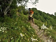 47 Bei fiori bianchi di Lilioasfodelo minore ( Anthericum ramosum) 